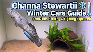 Channa Stewartii Winter Care Guide ❄️ | Behaviour, Feeding & Lighting Explained Stewartii