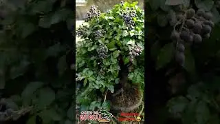Bonsai de ligustrum