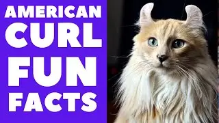 American Curl Cats 101 : Fun Facts