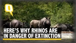 World Rhino Day | 3 Rhino Species ‘Critically Endangered’: Here’s Why We Must Act | The Quint