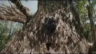 🌲🍃 Embracing the Extraordinary: Humans and the Enigmatic Tree Creature 🍂🔬🌊