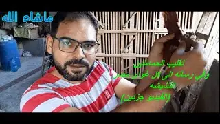 تقليب الحمامتين ورساله الى كل غاوى نشيش في مصر