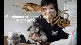 Rainbow Mealworms REVIEW