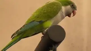 the monk parakeet talk with human