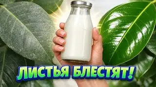 Как быстро сделать листья растений чистыми и блестящими