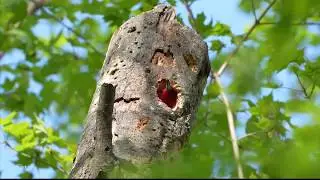 Red Headed Woodpecker working on it's nest.