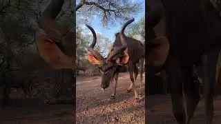 Prime Kudu Bull 🦌 #wow #amazing #wildlife