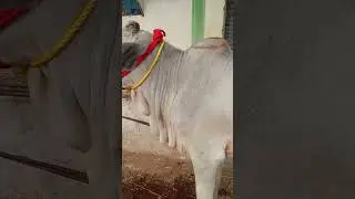 Short 7 Not For Sale Best Quality Ongole Bulls #ongolecattle #ongolebulls  #ongolebullsshow