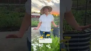 Reasons to grow yarrow ☑️ medicinal plant ☑️ cut flower ☑️ pollinator magnet (see description)