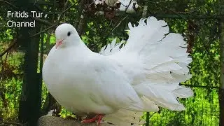 Fancy pigeon breed; Fantail pigeons white, black and red