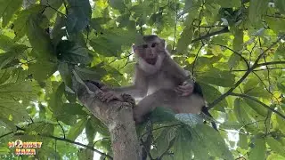 Monkey Kaka climbed a tall tree trying to see his family's hometown.