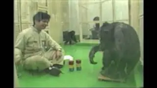 Juego imaginado en chimpanc&eacute;s (Imaginary play behavior in chimpanzees) por T. Matsuzawa