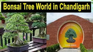 Most beautiful bonsai in the world || bonsai trees for beginners| Chandigarh mein shuru hua