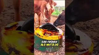 Das ist kein Benzin, sondern Kuhfutter 😯🛢️
