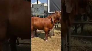 Boer goat