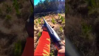 DEER HUNTING WITH DOGS‼️#youtube #shorts