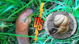 Satisfying video | The extraordinary behavior of two types of SNAILS 🐌
