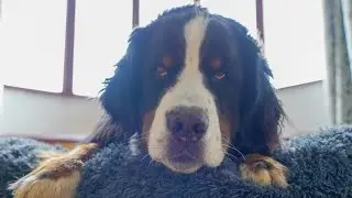 Gentle Bernese Mountain Dog Loves Cuddles with his Human