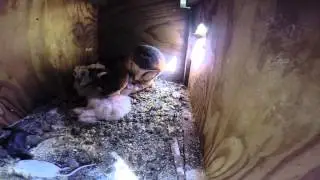 Secret Camera in Barn Owl Nestbox