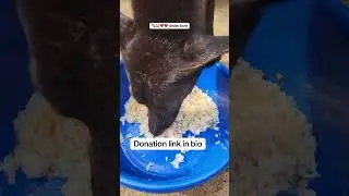 press any donation for dogs food#puppy #pets #mypetdog #animallife