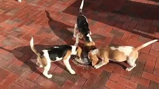 Beaglewelpen am Futternapf, wenn Beagle Welpen zu Raubtieren werden