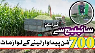 How to increase maize fodder production for silage || Pak Agriculture