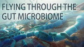 The Human Gut Microbiome animation | gut microbiome | gut bacteria | #medicalanimation #microbiome