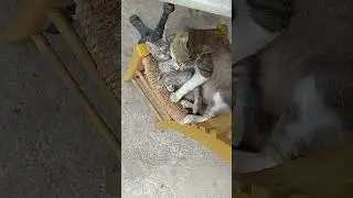 Mom cat teaches kitten how to clean itself