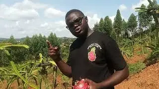 FACTS ABOUT DRAGON FRUIT FARMING. #bestdragonfruit #farming #tropicalfruit