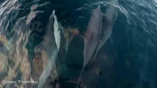 Dolphin & Sunset Whale Watching Cruise