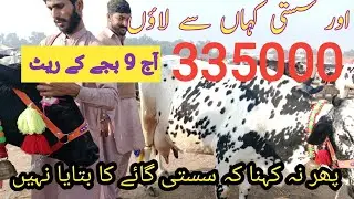 Salam Mandi Bhalwal Australian Friesian Cow 21 January 2026 SialviAnimals Bhalwal Sargodha pakistan 