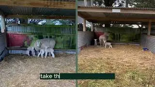 Animal welfare in action