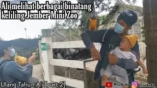 Ali melihat berbagai binatang keliling Jember Mini Zoo | Ulang Tahun Ali [part 2]