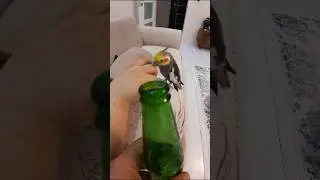 #cockatiel #birds #parrot #pets #cute #petbirdcommunity #avianadventures #featheredcompanions