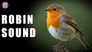 ROBIN SOUND - WILD BIRD SOUNDS - The Best Sound Effects
