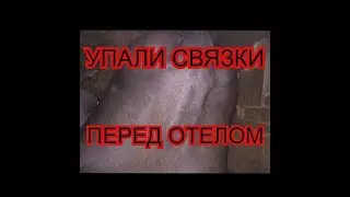 Корова готовится к отелу, как расходятся связки//перепахали огород