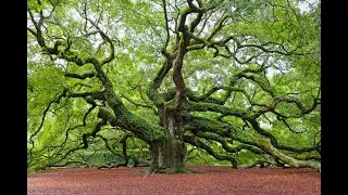 The Incredible Angel Oak tree in Charleston South Carolina