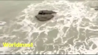 Real mermaid caught sleeping on a rock - It Is World Record