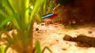 Kuhlii loach in action