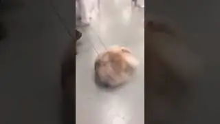 Dog Or Mop?