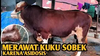 Treating Torn Nails / Tracks Due to Acidosis Sole Ulcer