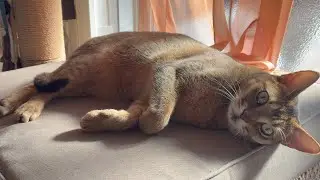 年始早々に子どもの相手をする猫のキビ
