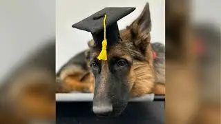 Expert Dog Training Elite: Obedience Classes & Service Dog Training in Springfield, MO