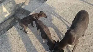 Animal lover#viral video#long video#cute dog 😍😍