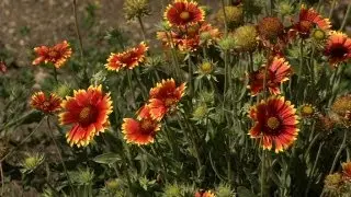 Native American Garden: Prairie Yard & Garden
