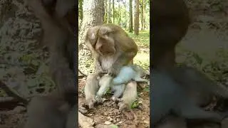 Pigtail Monkey Cara Is Bes Motherhood.