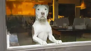El primer día en casa de este perro rescatado te derretirá el corazón.