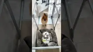 Stylish & Safe: Acrylic Playpen for Small Dogs | A Modern Haven for Your Pomeranian!