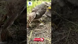 I Tried Eagle and Hawk Hunting Tactics for 30 Days Here's What Happened