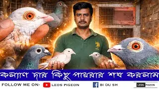 🕊️💚 Beautiful Pigeon Paradise | Kalyan Da Kabutar Collection 2025 🏠🔥